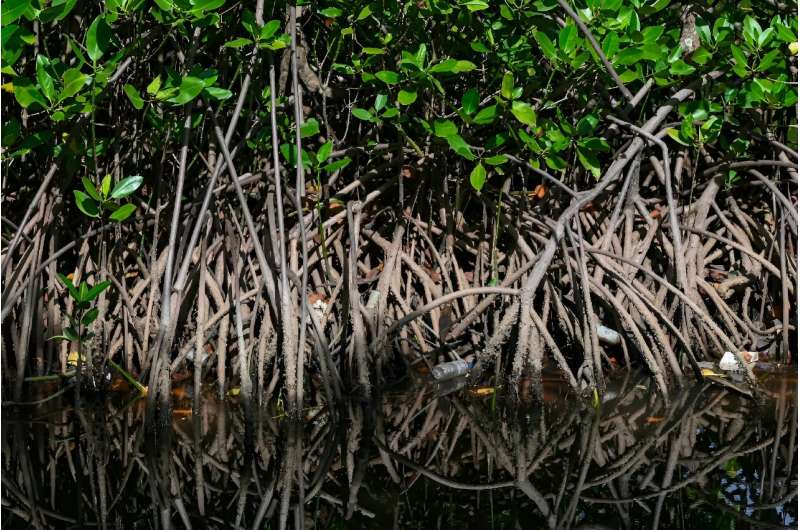Mangrove Ecosystems Under Threat: IUCN Report Highlights Critical Risks