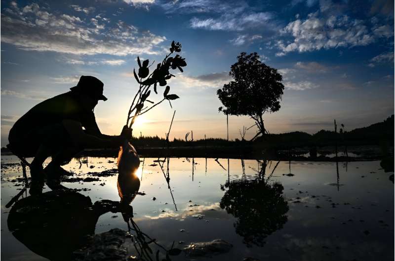 Mangrove Ecosystems Under Threat: IUCN Report Highlights Critical Risks