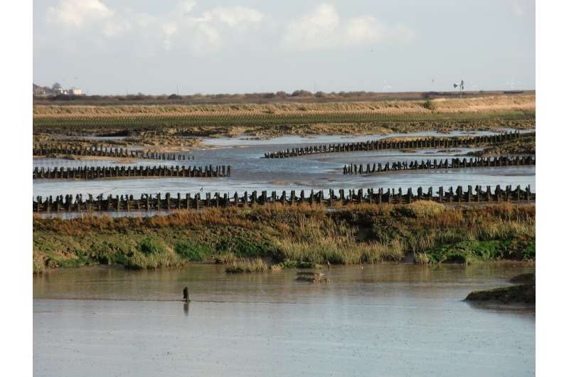 Protecting UK Saltmarshes: New Research Highlights Climate Change Threat