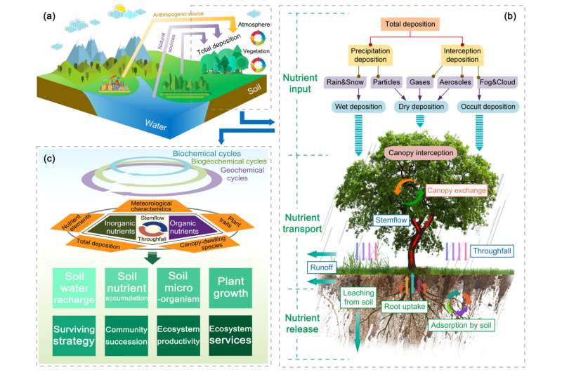 Canopy Rainfall Redistribution Impacts Nutrient Cycling: A Research Overview