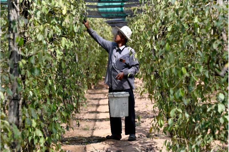Kampot Pepper Crisis: Heatwave Threatens Cambodia s Culinary Treasure