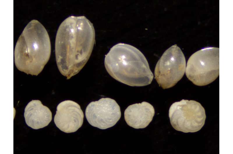 Prehistoric Ocean Current Weakening Impacted North Atlantic Life - Georgia Tech Research