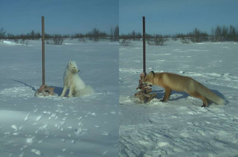 Arctic Ecosystem Shifts: Understanding Change in Yamal s Tundra