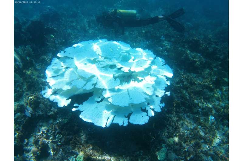 Ocean Circulation Shifts Linked to Widespread Coral Reef Bleaching