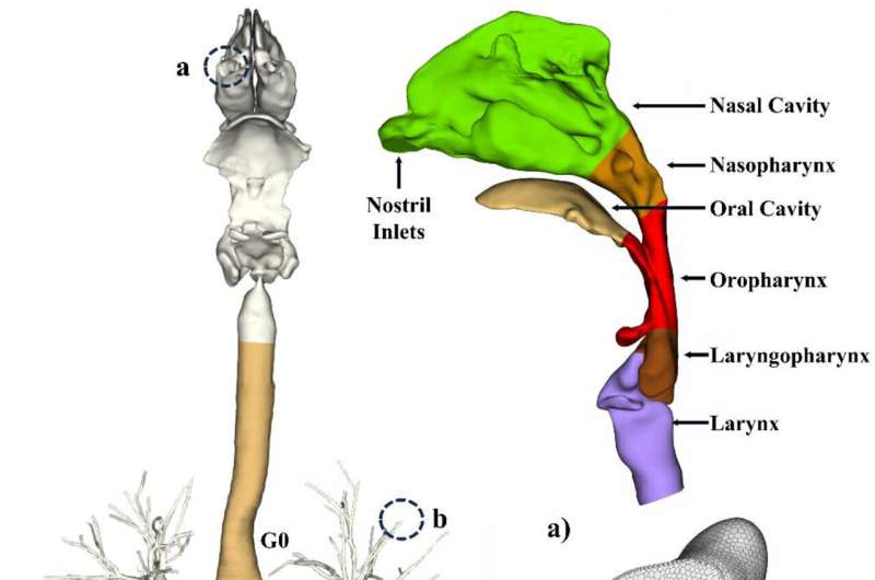 Inhaled Plastic Pollution: A Modeling Study of Respiratory Impacts