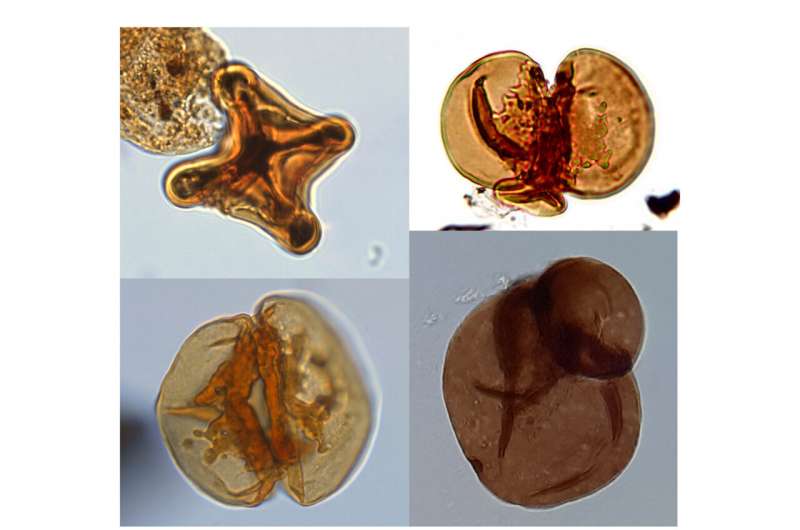 Ancient Climate Change & Mercury Pollution s Impact on Plant Life