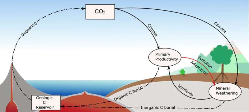 Plants & Climate: Understanding Earth s Carbon Cycle & Historical Climate Change
