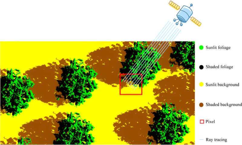 Understanding Tree Canopy Light Absorption: Climate Change Implications