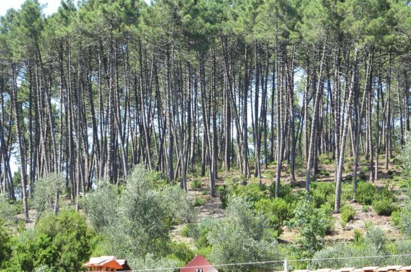 Historical Fire Management: How Women & Shepherds Mitigated Wildfires in Central Italy