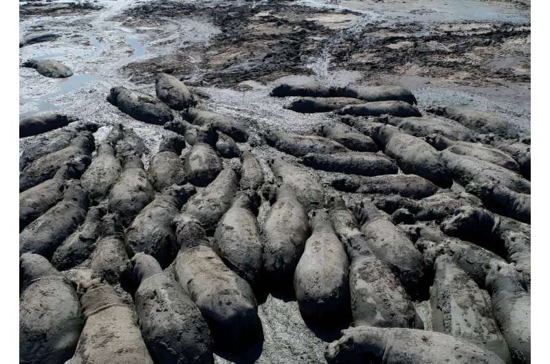 Endangered Hippos Trapped in Mud Due to Botswana Drought