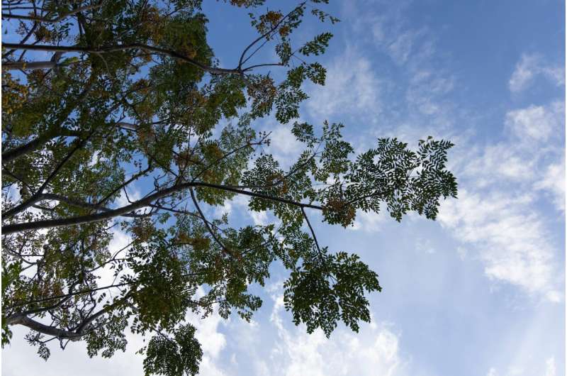 California s Environmental Rights: A Gap in Constitutional Protection