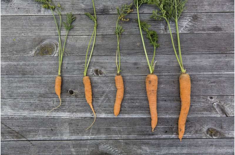 Reducing Food Waste: How Marketing Can Save  Ugly  Produce