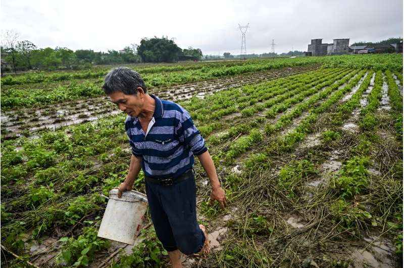 Southern China Floods Devastate Silkworm Farms, Threatening Production