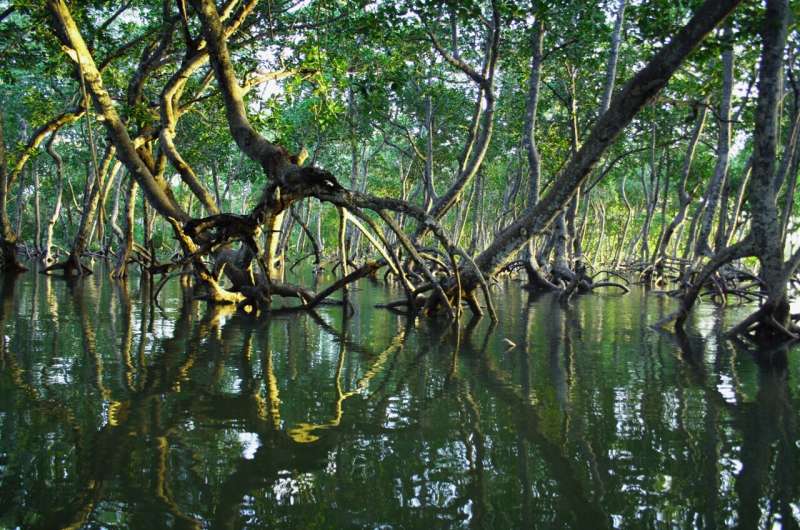 Microplastic Pollution Threatens Blue Carbon in Mangrove Ecosystems