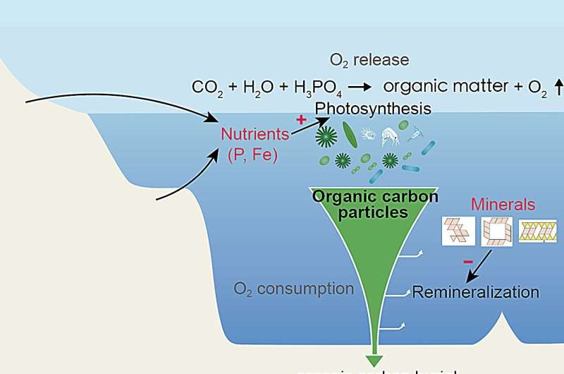 Paleozoic Oxygenation: Clay Burial s Role in Early Atmospheric Changes
