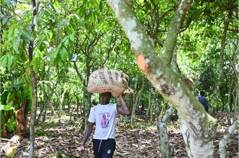 Cocoa Crisis in Ivory Coast: Record Heat Threatens Production