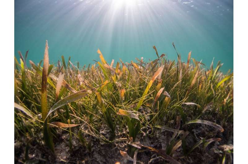 UN Ocean Decade: Prioritizing Seabed Health for a Sustainable Future