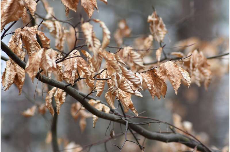 Western Australia s Drought Crisis: Forests and Shrubs Under Extreme Stress