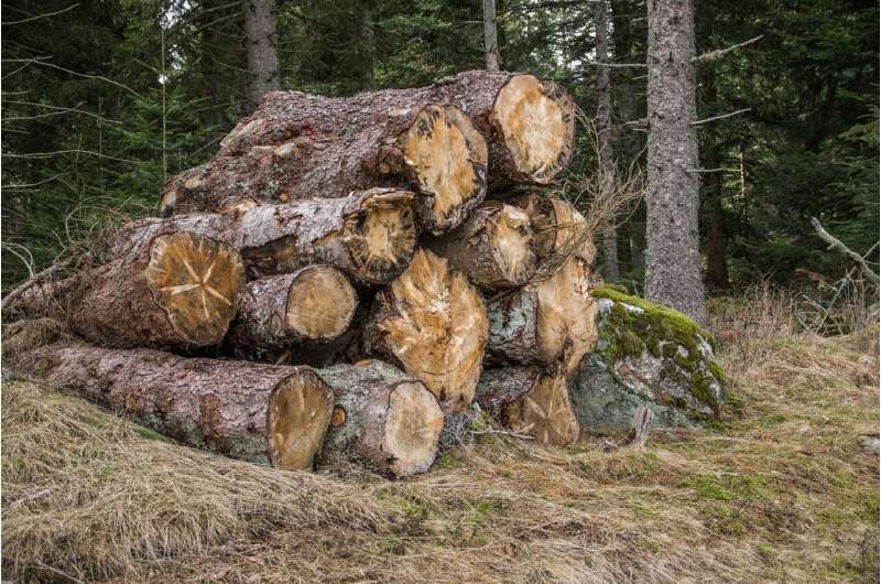 Illegal Road Construction Threatens Rainforests in Southeast Asia