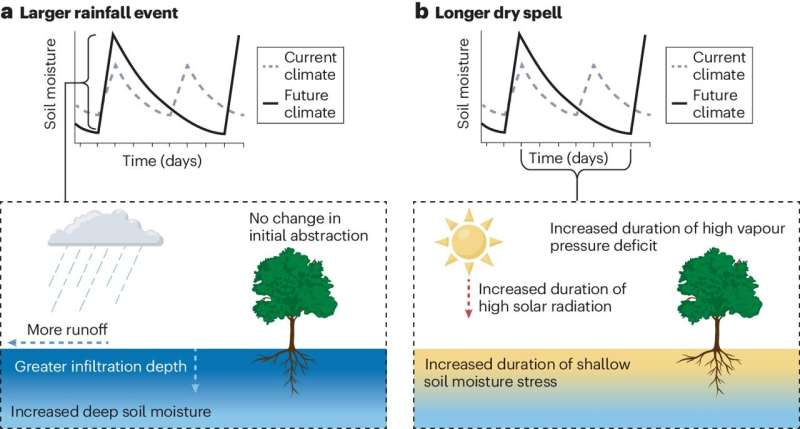 Climate Change Impacts on Plant Life: Shifting Rainfall Patterns