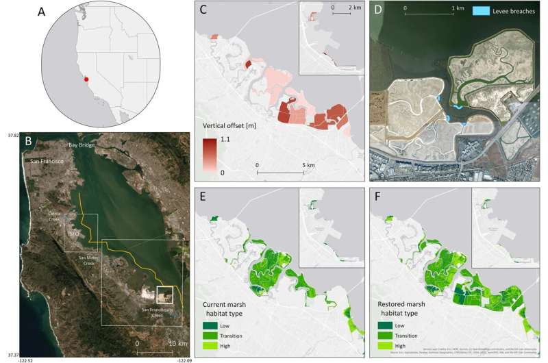 Salt Marsh Restoration in San Francisco Bay: Enhancing Flood Resilience & Climate Adaptation
