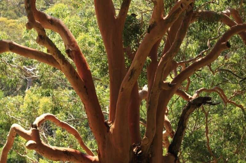 Native Trees: A Natural Solution for Landslide & Erosion Control