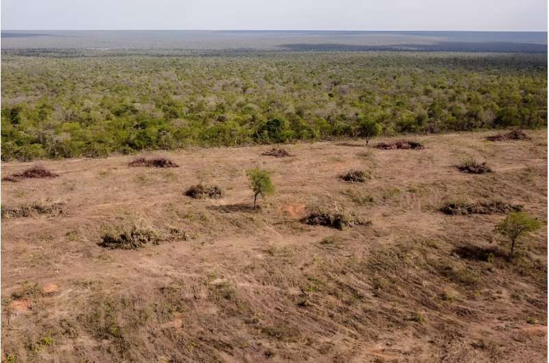 H&M and Zara Linked to Deforestation in Brazil: New Report