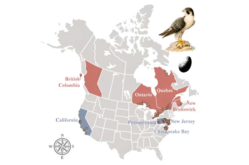Flame Retardants  Enduring Impact: Peregrine Falcon Contamination in North America