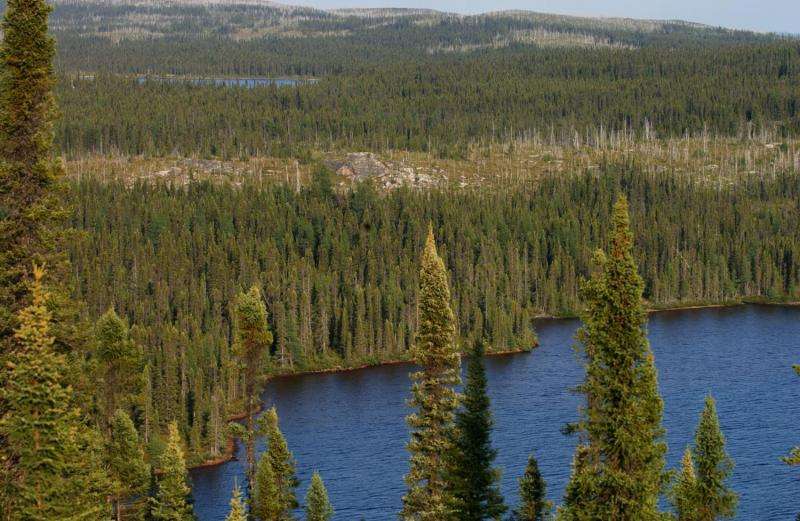 Climate Change Impacts: Boreal Forests & Tundra Face Severe Threats in the Next 500 Years