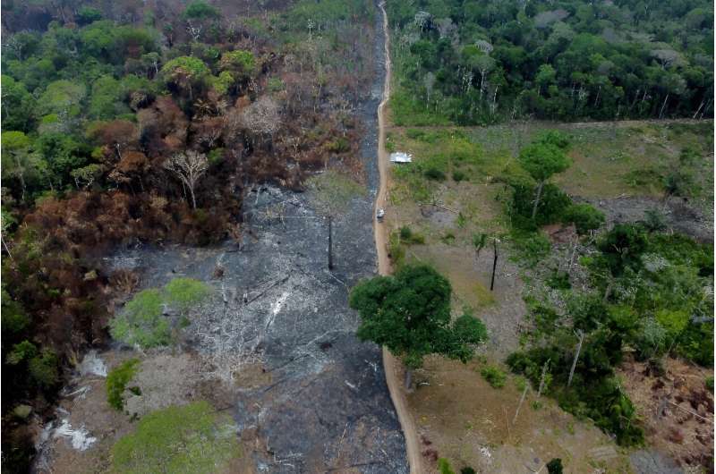 Global Tropical Forest Loss Remains High Despite Amazon Progress - WRI Report