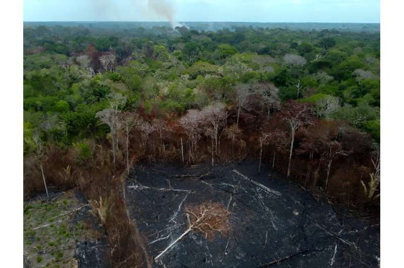 Global Tropical Forest Loss Remains High Despite Amazon Progress - WRI Report