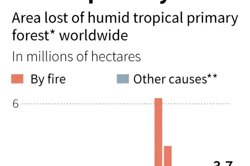 Global Tropical Forest Loss Remains High Despite Amazon Progress - WRI Report