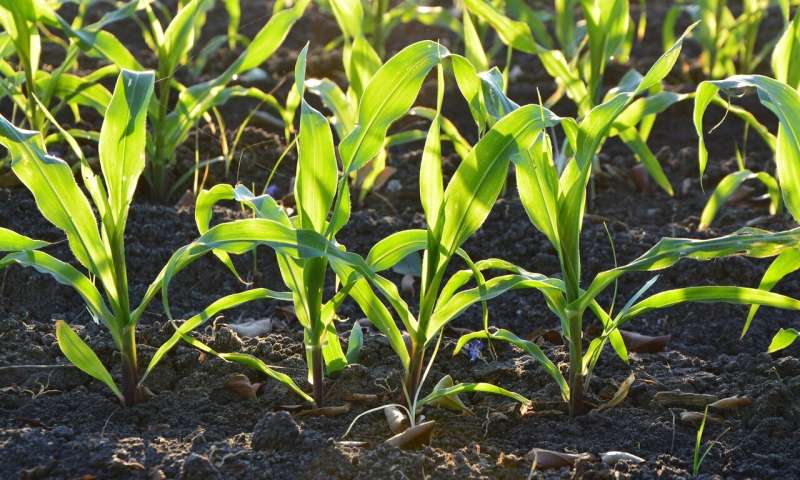 US Soil Organic Carbon: A New Estimate for Climate Modeling