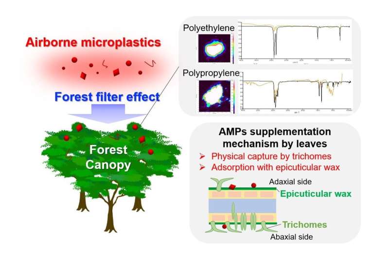 Forests Act as Unexpected Microplastic Sinks, Study Finds