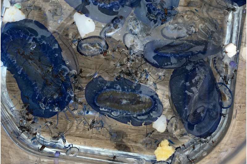 Ocean Plastic Pollution: Study Reveals Widespread Accumulation Beyond Garbage Patches