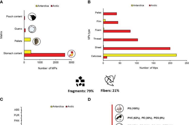 Microplastic Ingestion Found in 97% of Antarctic Seabirds: A Concerning Trend