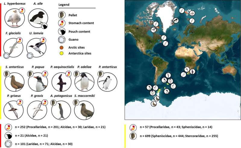 Microplastic Ingestion Found in 97% of Antarctic Seabirds: A Concerning Trend