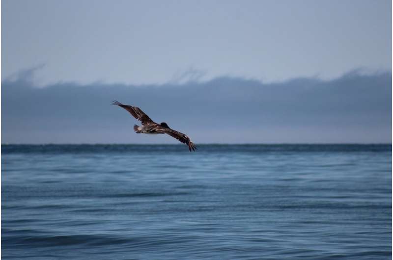 California Coastal Erosion: Protecting Homes from the Rising Sea