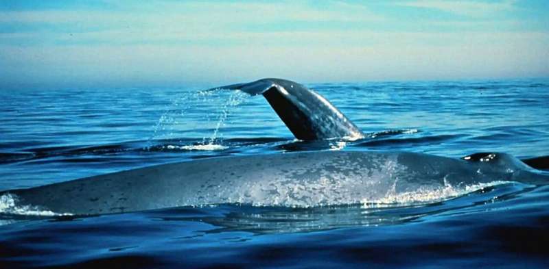 Southern Ocean Upwelling: A Vital Ecosystem for Whales & Tuna
