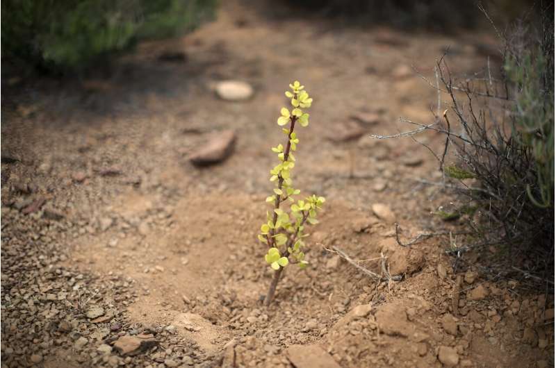 Spekboom: Can This Remarkable Plant Combat Climate Change?
