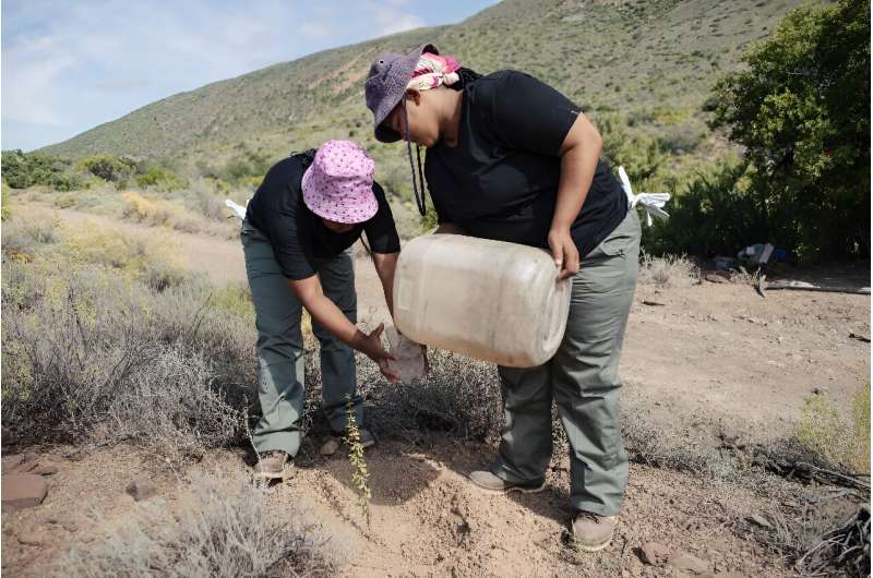 Spekboom: Can This Remarkable Plant Combat Climate Change?