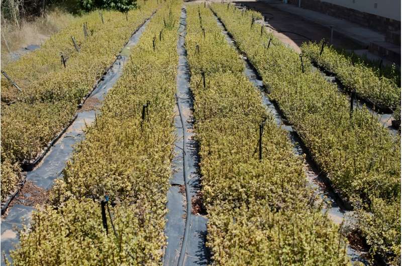 Spekboom: Can This Remarkable Plant Combat Climate Change?