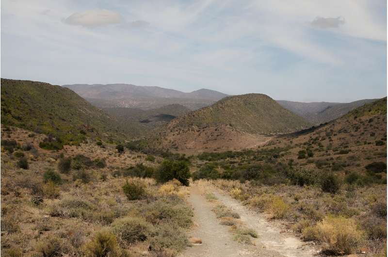 Spekboom: Can This Remarkable Plant Combat Climate Change?