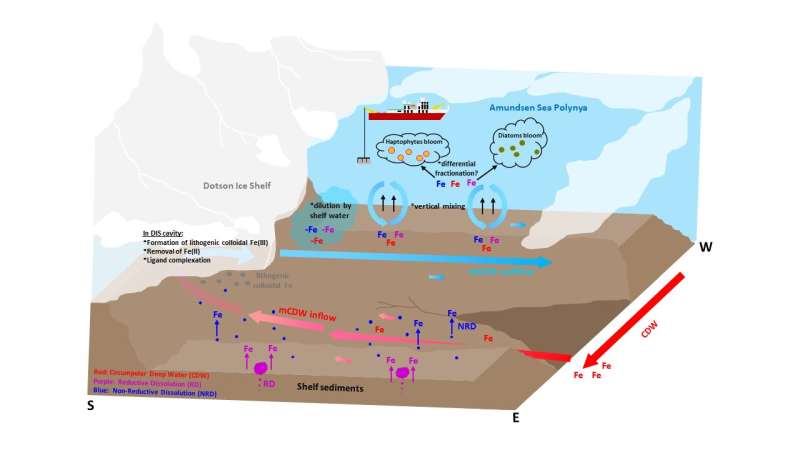 Deep-Sea Iron Fertilization: Antarctic Waters Fueled by Sediments and Upwelling