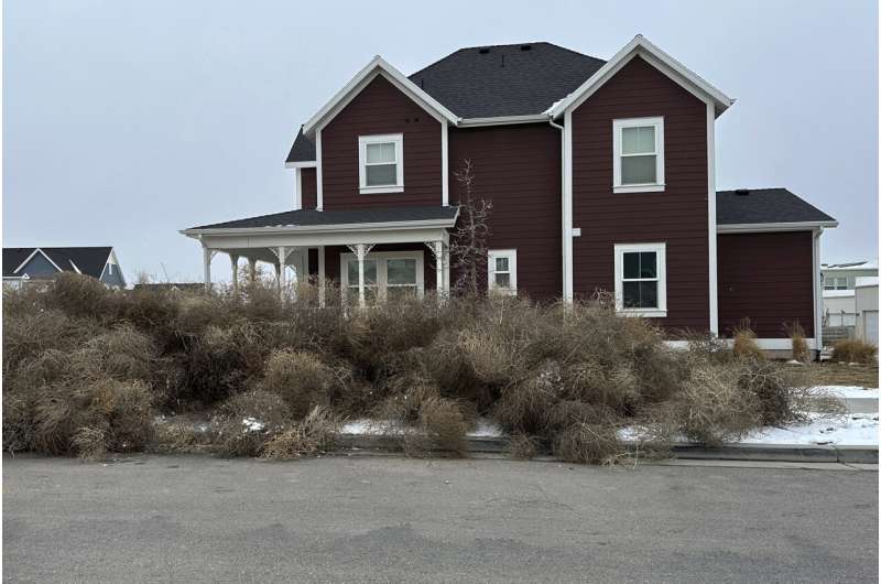 Salt Lake City Overwhelmed by Tumbleweed Storm - Old West Phenomenon Blankets Suburbs