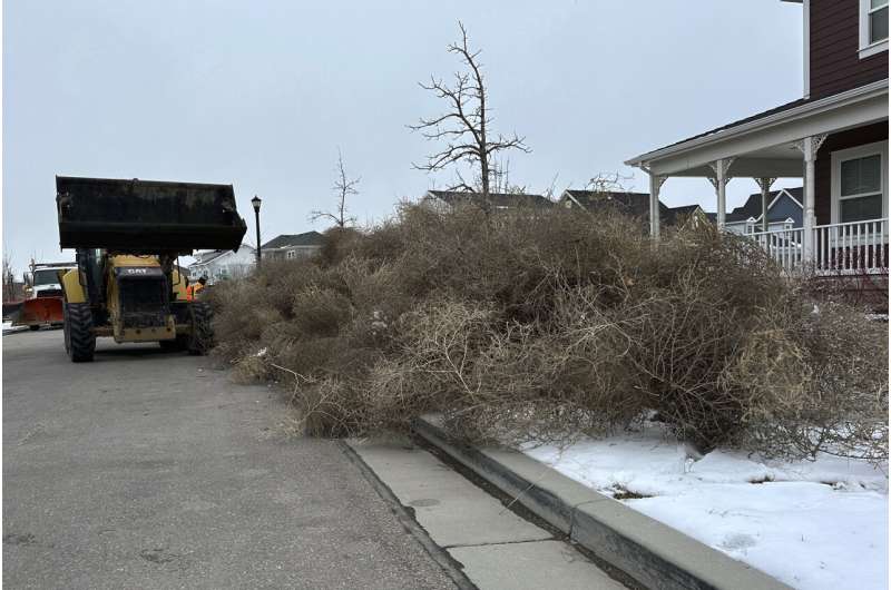 Salt Lake City Overwhelmed by Tumbleweed Storm - Old West Phenomenon Blankets Suburbs