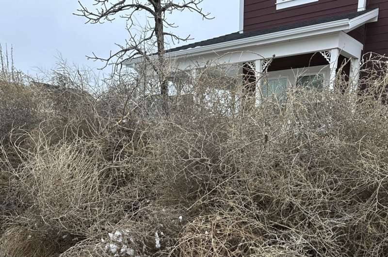Salt Lake City Overwhelmed by Tumbleweed Storm - Old West Phenomenon Blankets Suburbs