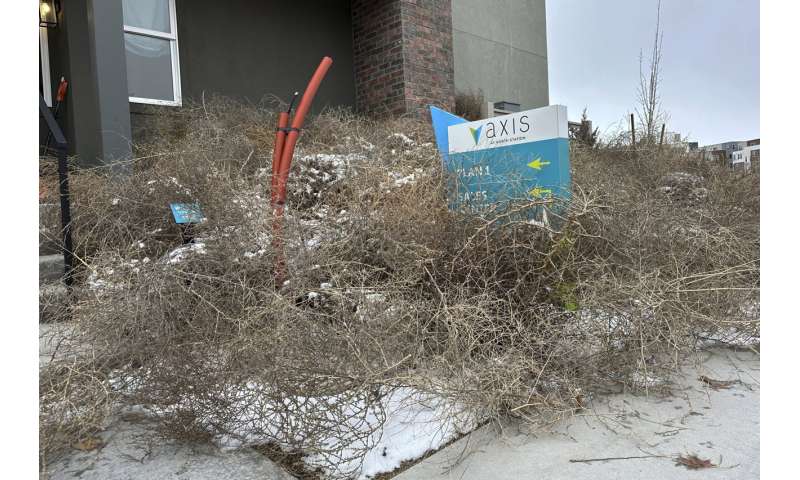 Salt Lake City Overwhelmed by Tumbleweed Storm - Old West Phenomenon Blankets Suburbs