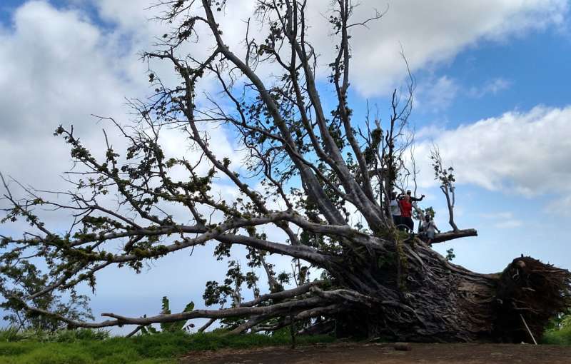 Pacific Island Forests Show Remarkable Resilience After Cyclone