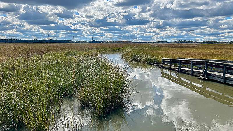 Understanding Methane Emissions from Wetlands: A New Study